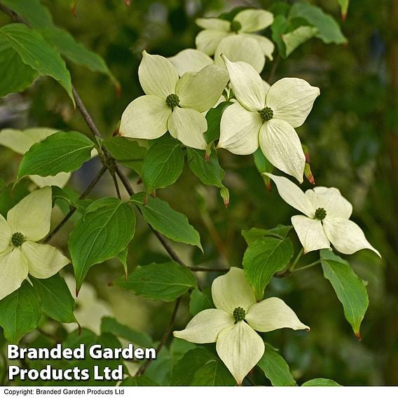 Cornus kousa var. chinensis 'China Girl'