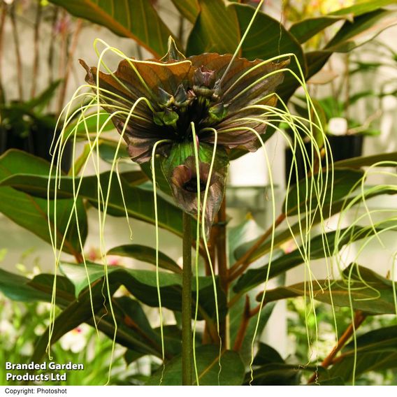 Tacca chantrieri 'Green Isle' - Seeds