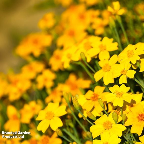 Tagetes tenuifolia pumila 'Golden Gem' - Seeds