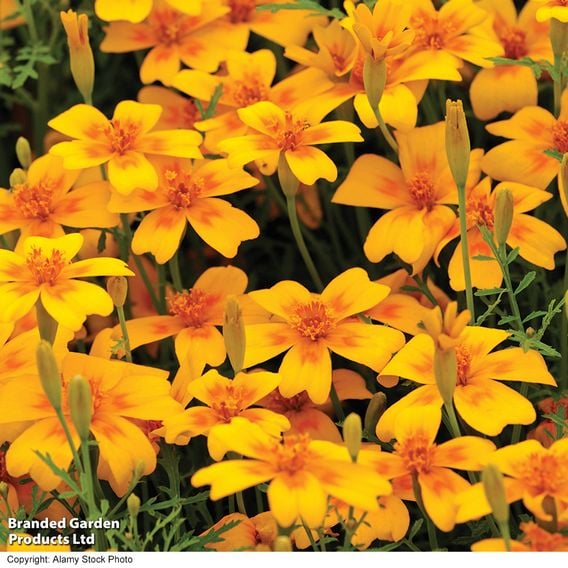 Tagetes tenuifolia pumila 'Golden Gem' - Seeds