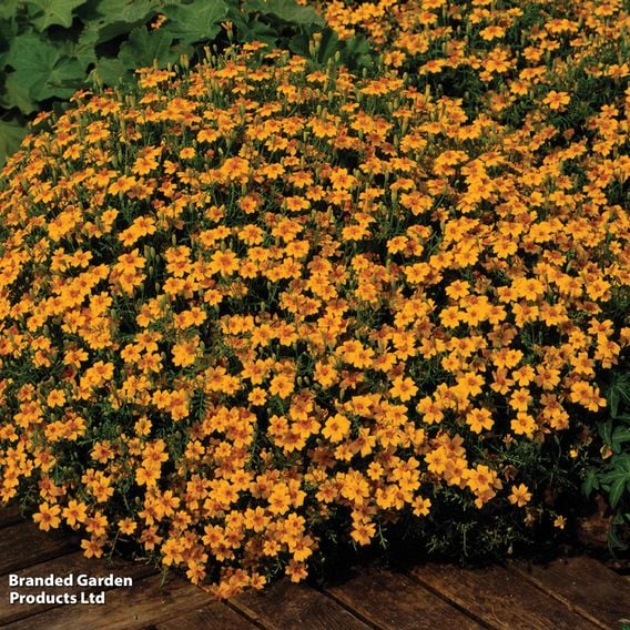 Tagetes tenuifolia pumila 'Golden Gem' - Seeds