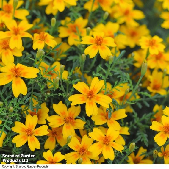 Tagetes tenuifolia pumila 'Golden Gem' - Seeds