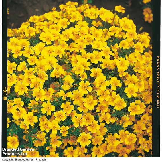 Tagetes tenuifolia pumila 'Golden Gem' - Seeds