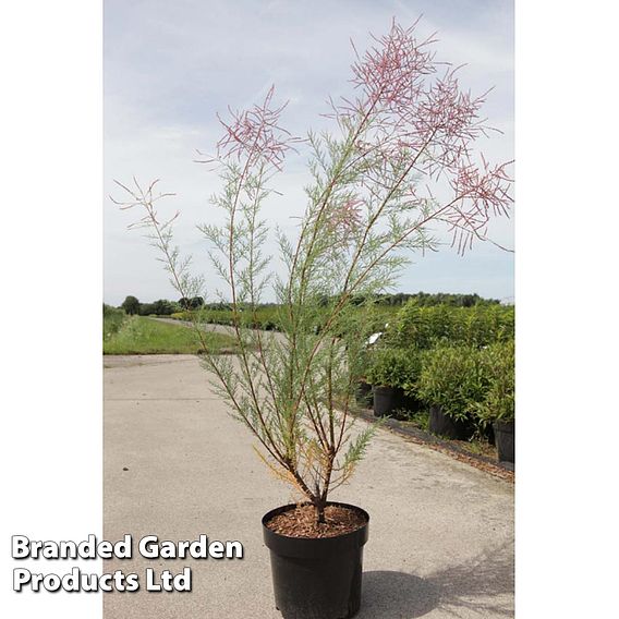 Tamarix ramosissima 'Rubra'