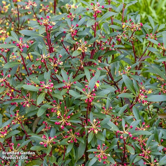 Tasmannia lanceolata 'Red Spice'