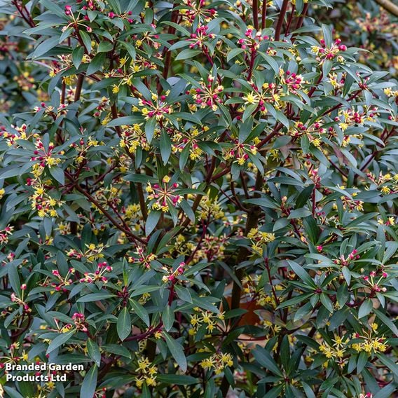 Tasmannia lanceolata 'Red Spice'