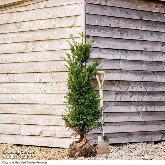 English Yew (Hedging)