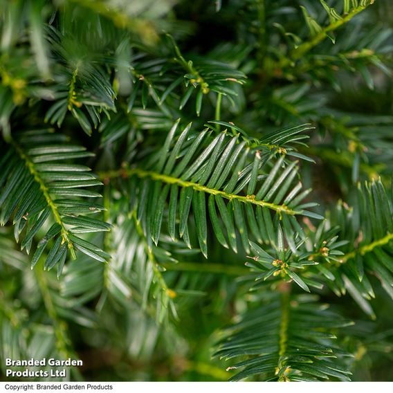 English Yew (Hedging)