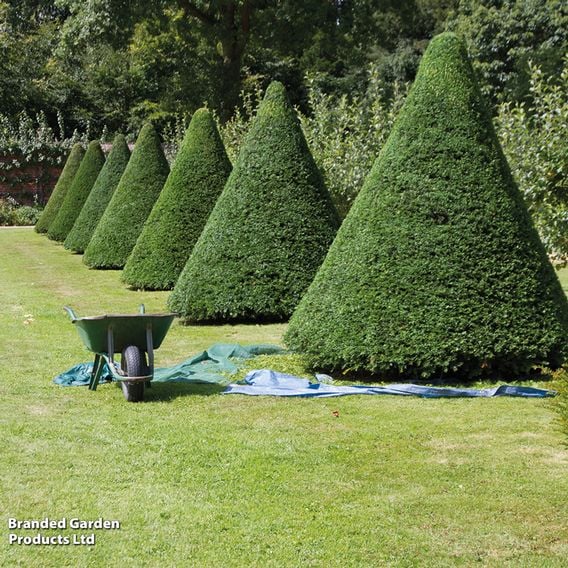 English Yew (Hedging)
