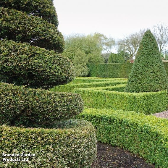 English Yew (Hedging)