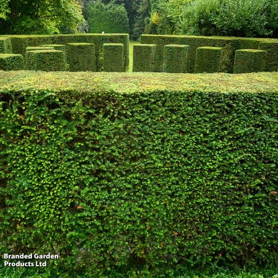 English Yew (Hedging)