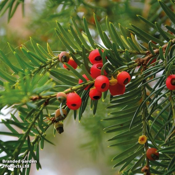 English Yew (Hedging)