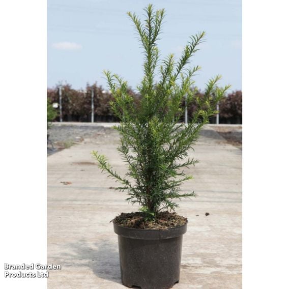 English Yew (Hedging)