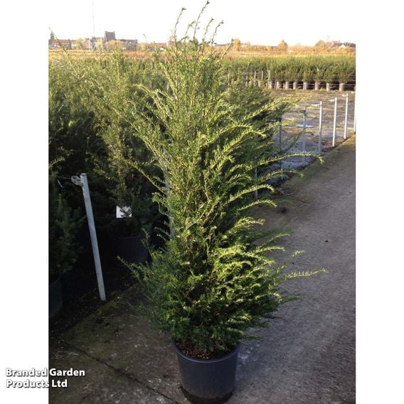 English Yew (Hedging)