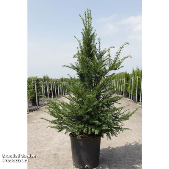 English Yew (Hedging)