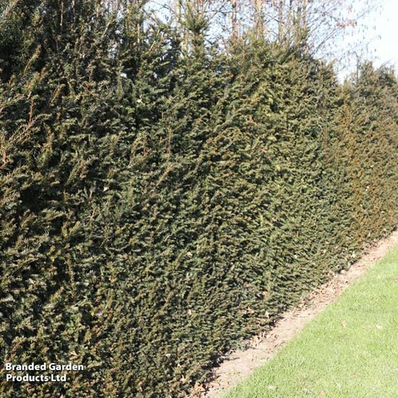 English Yew (Hedging)