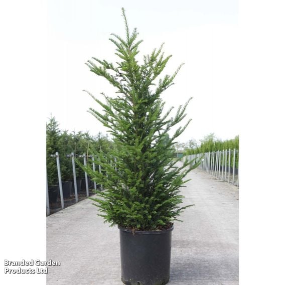 English Yew (Hedging)