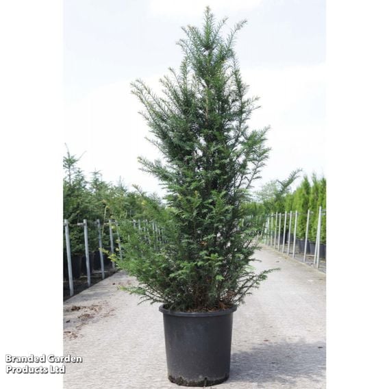 English Yew (Hedging)