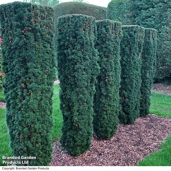 English Yew (Hedging)