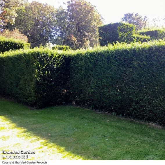 English Yew (Hedging)