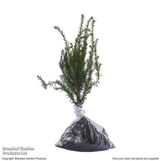 English Yew (Hedging)