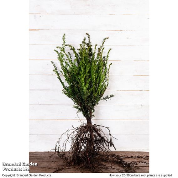 English Yew (Hedging)