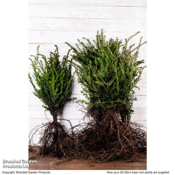 English Yew (Hedging)