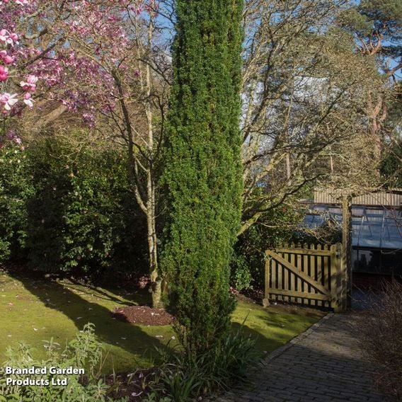 Taxus baccata 'Fastigiata Robusta'