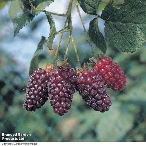 Tayberry 'Buckingham'