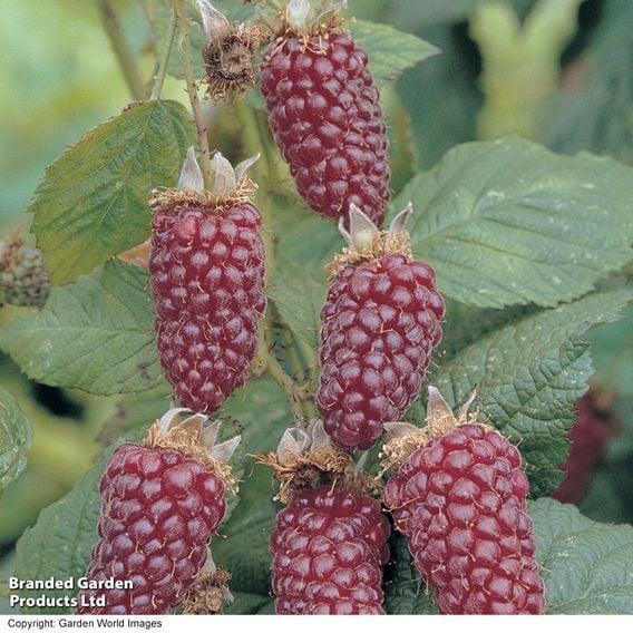 Tayberry 'Buckingham'