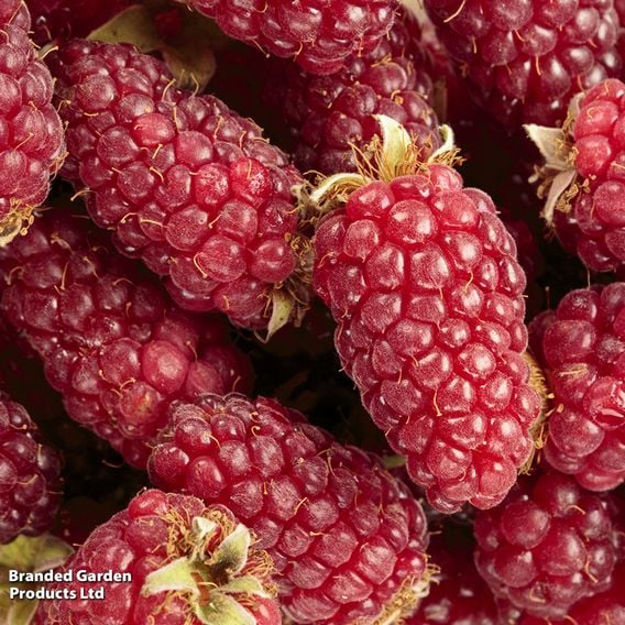 Tayberry 'Buckingham'