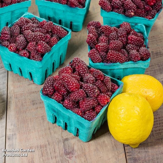Tayberry 'Buckingham'