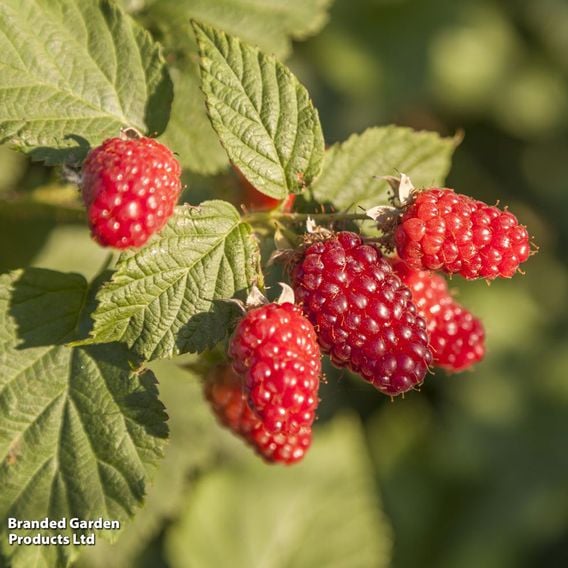 Tayberry 'Buckingham'