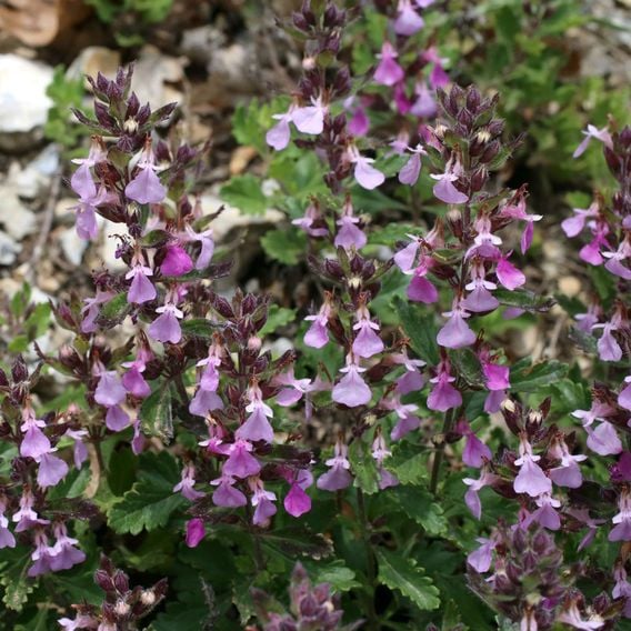 Teucrium chamaedrys 'Rose'