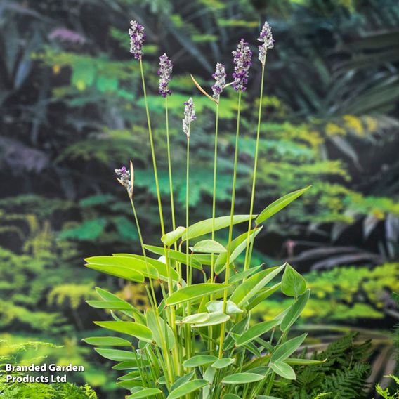 Thalia dealbata (Marginal Aquatic)