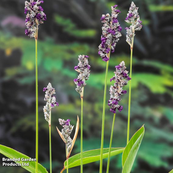Thalia dealbata (Marginal Aquatic)