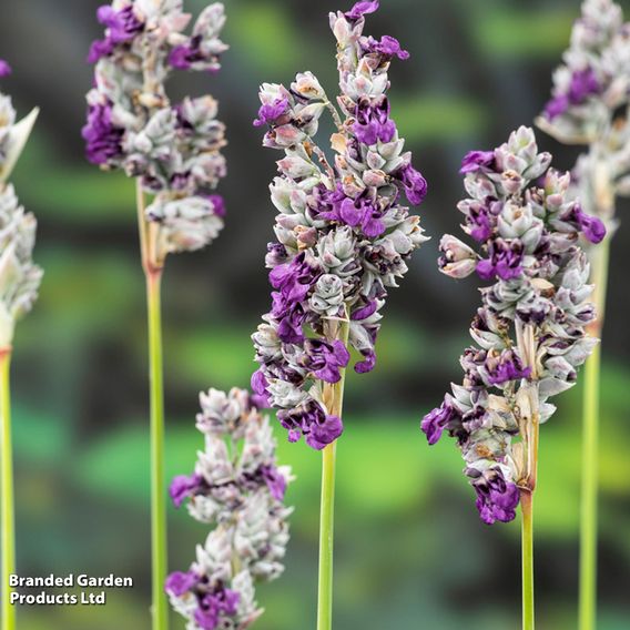 Thalia dealbata (Marginal Aquatic)