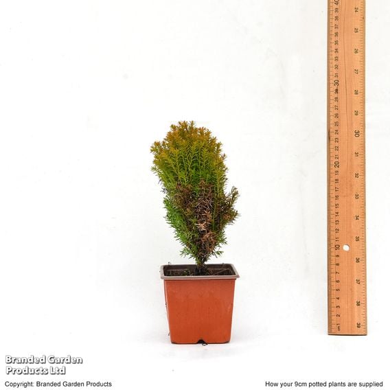 Thuja occidentalis 'Anniek'