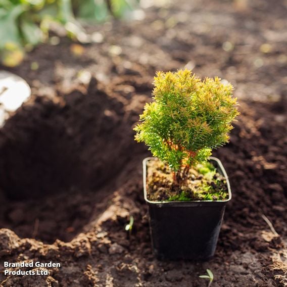 Thuja occidentalis 'Anniek'