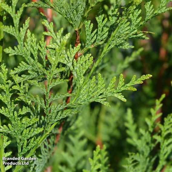 Thuja plicata 'Atrovirens'
