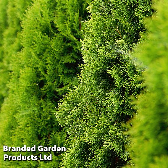 Thuja occidentalis 'Golden Smaragd'