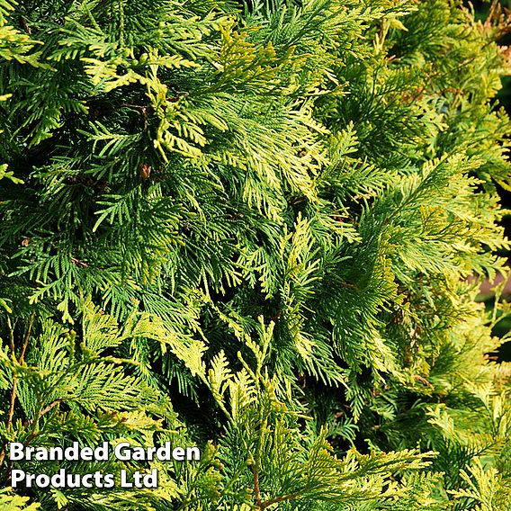 Thuja occidentalis 'Golden Smaragd'