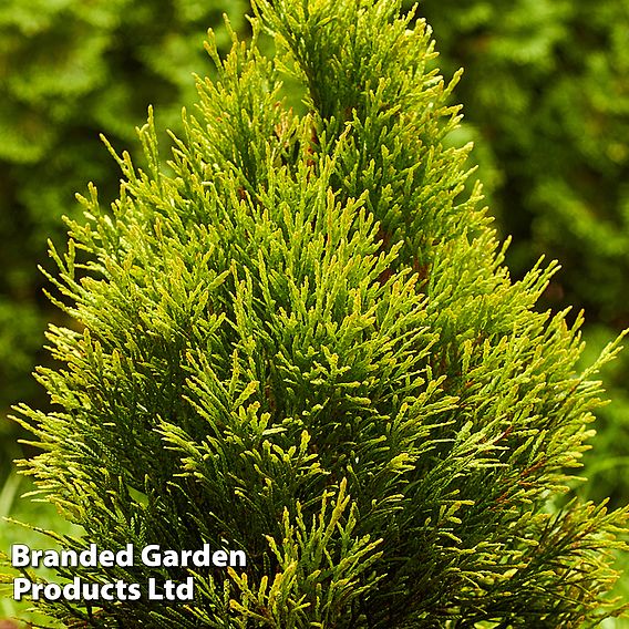 Thuja occidentalis 'Golden Smaragd'