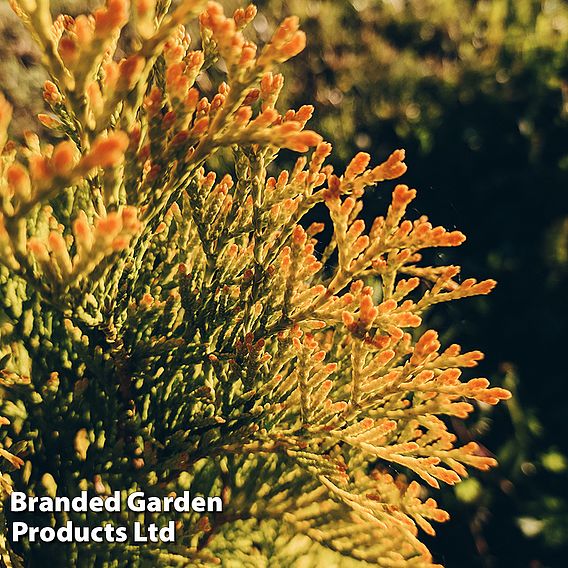 Thuja occidentalis 'Golden Smaragd'