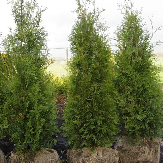 Thuja occidentalis 'King Of Brabant'