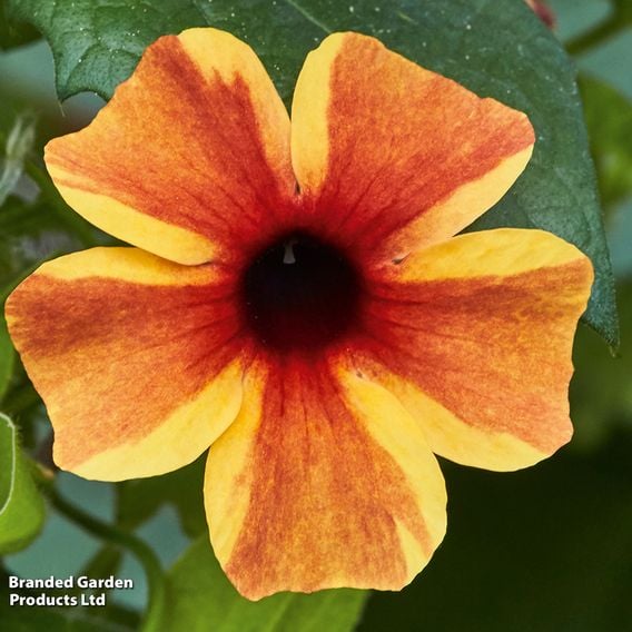 Thunbergia 'Sunny Susy Trio'