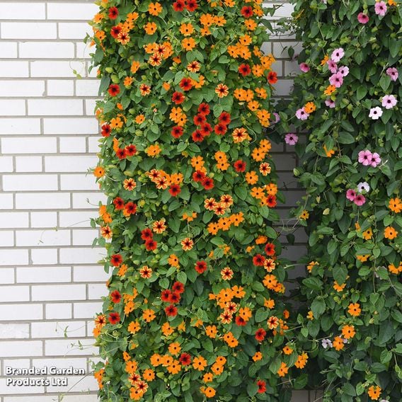 Thunbergia 'Sunny Susy Trio'