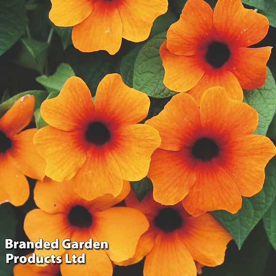 Thunbergia 'Sunny Susy Glow'