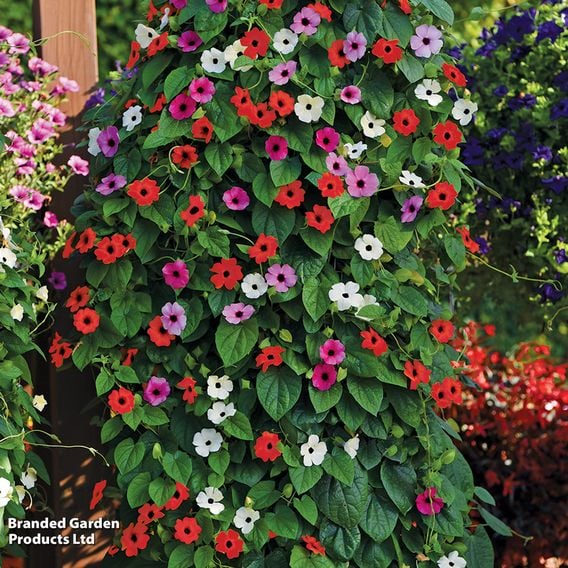 Thunbergia 'Harmony Trio'
