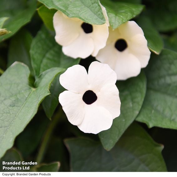 Thunbergia 'Harmony Trio'